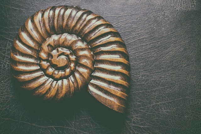 seashell