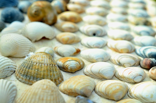 shellfish