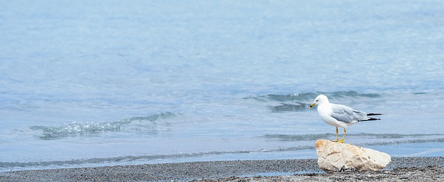 seashells