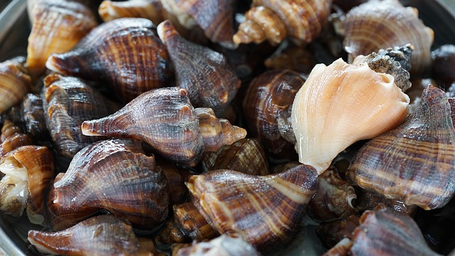seashells