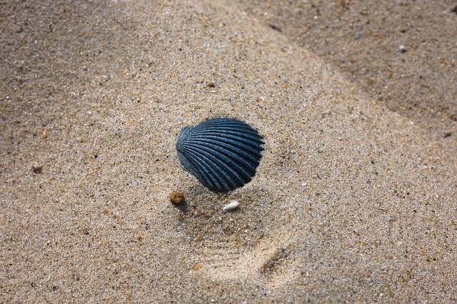 seashells