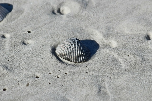 seashells