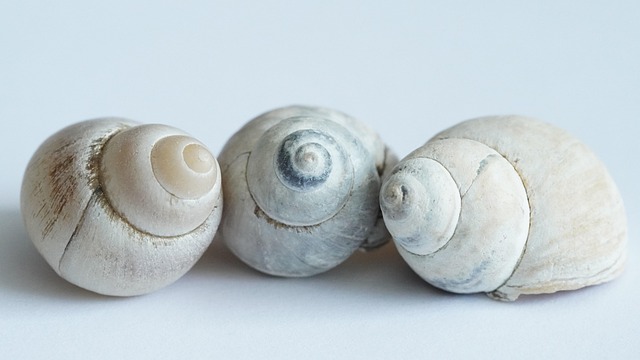 shells