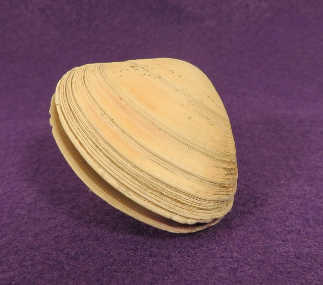 seashells