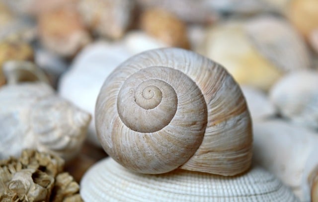 seashells