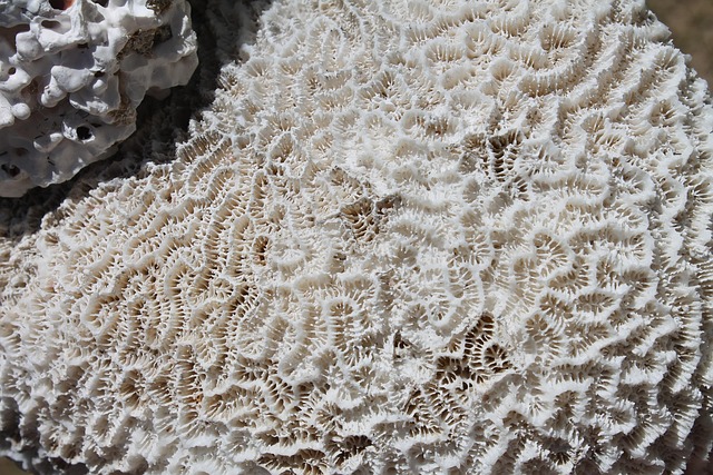 coral