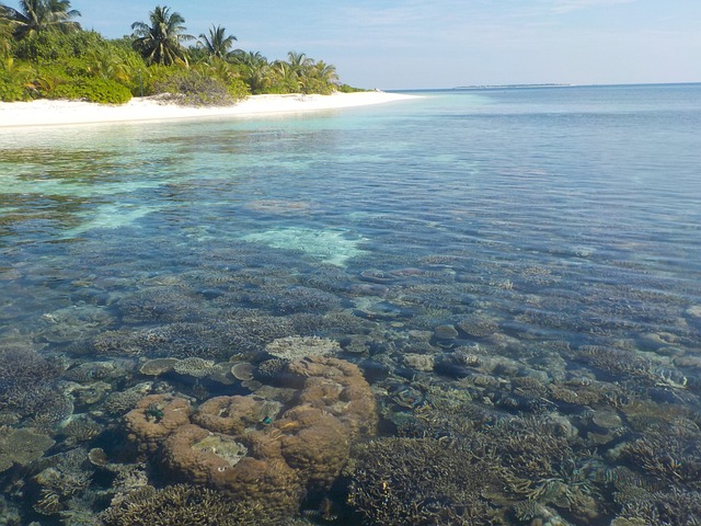 coral