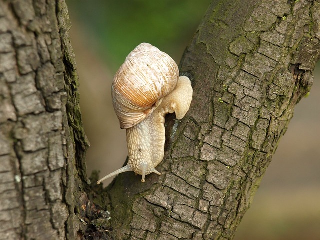 seashells