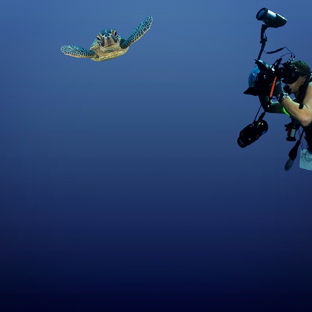 marine life