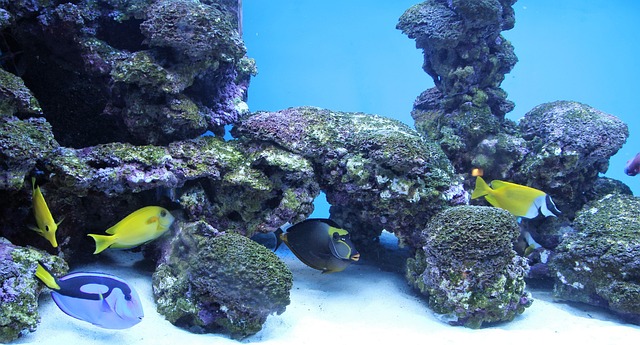 fish