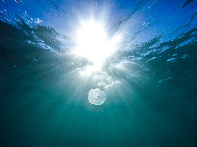 marine life