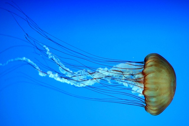 marine life