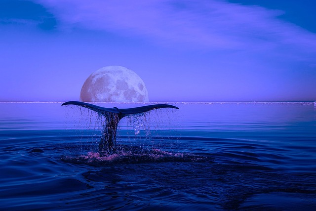 marine life