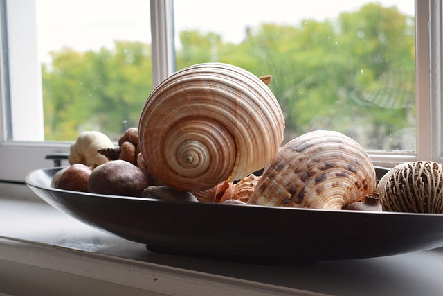 seashells