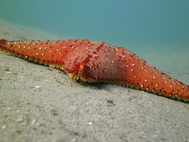 snorkeling