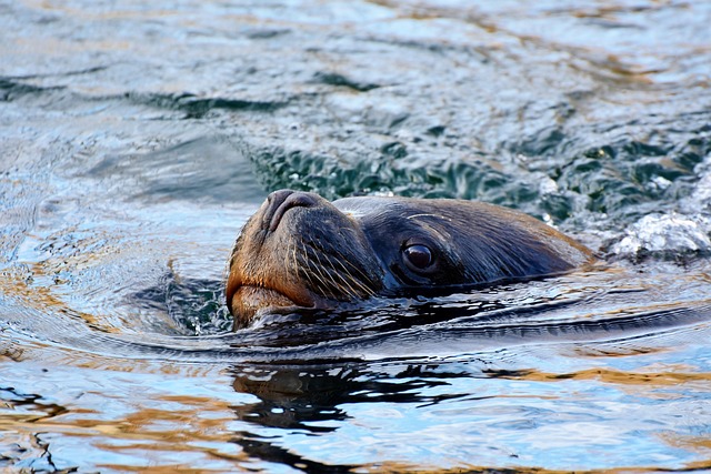sea life