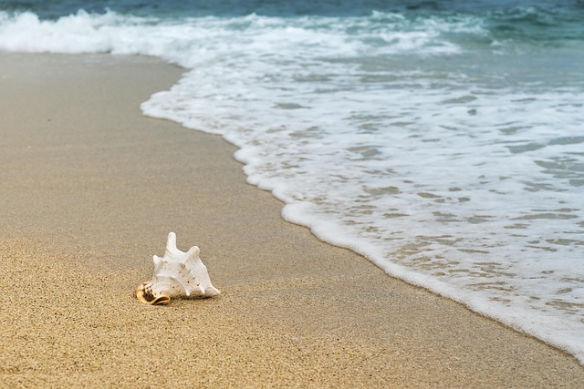 seashells