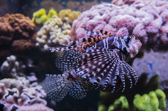 aquarium