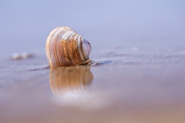 seashells