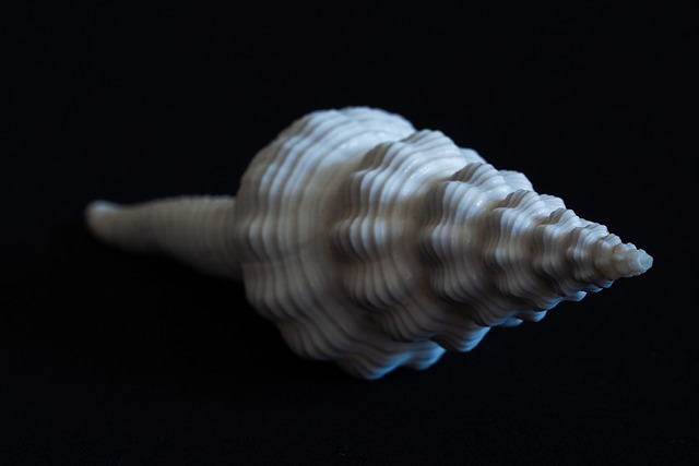seashells