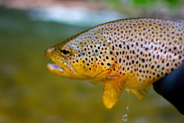 fishing