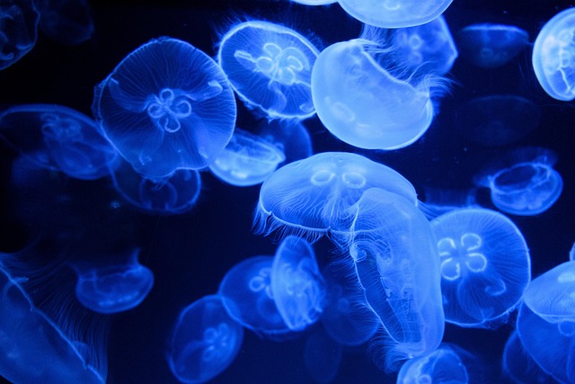 aquarium