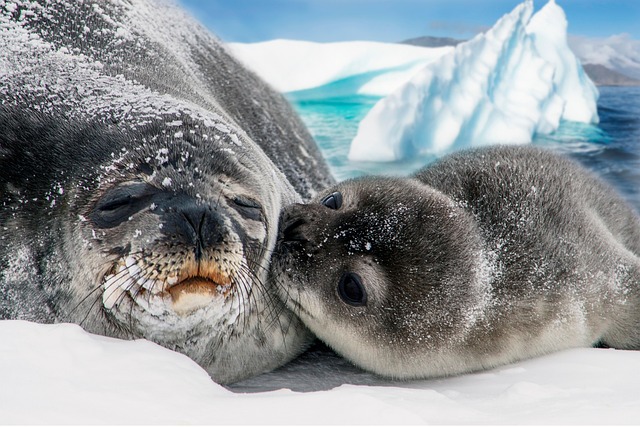 marine life