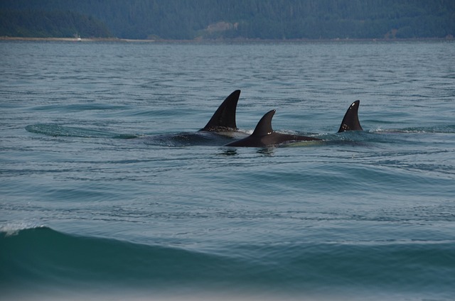 marine life