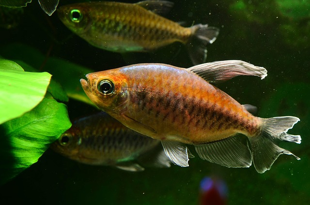 aquarium