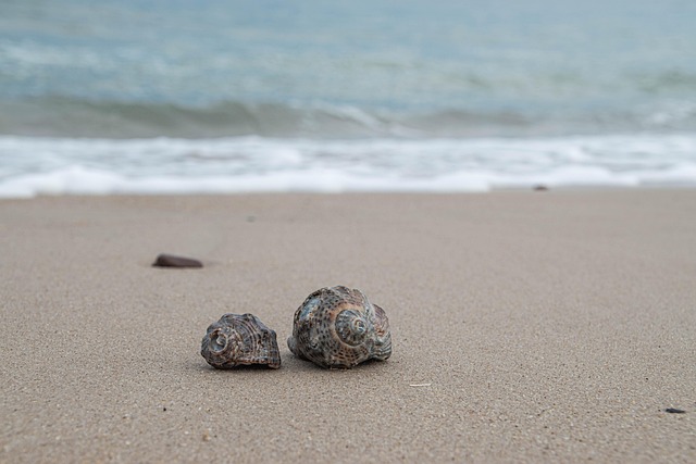 seashells