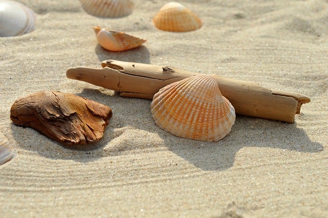 seashell